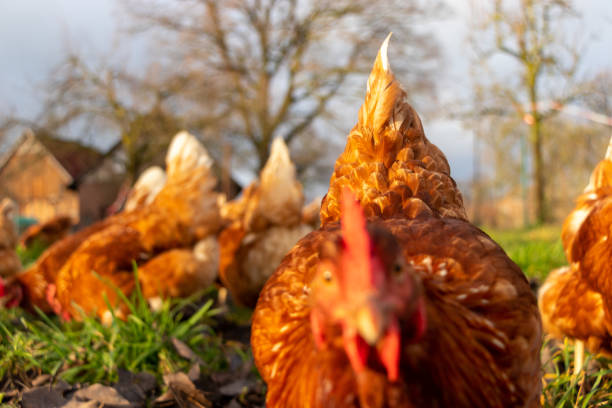 istock Free range organic chickens poultry in a country farm, germany 1297602384