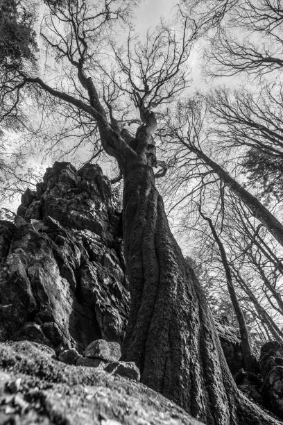 istock Black and White image Old twisted grown tree without foliage on a stone rock mountain with perspective from bottom to top that looks mysterious in a forest in Bavarian forest, Germany 1297602394