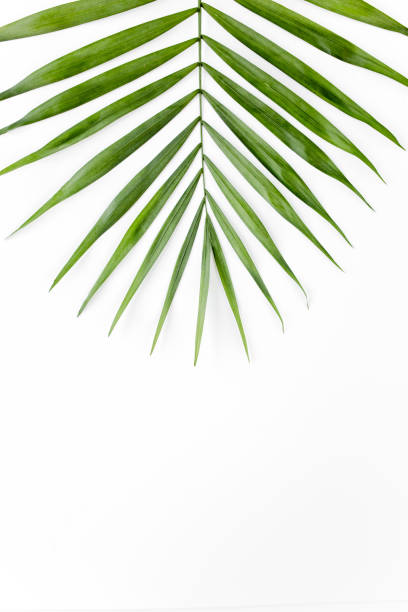 istock Tropical leaf in on white background. Flat laying, top view 1297602424