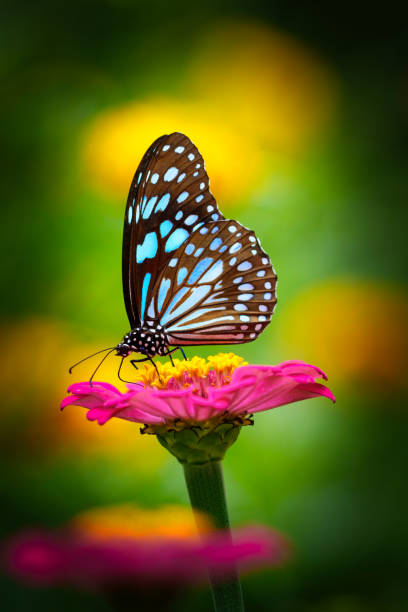 istock Butterfly Blue Tiger on pink Zinnia flower 1297603036