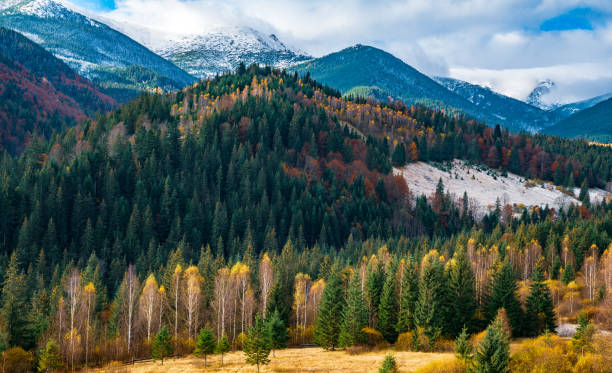 istock Deforestation in the mountains of Carpathian 1297604148