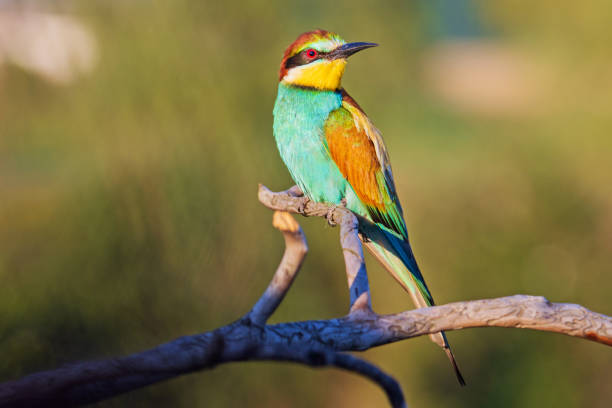istock beautiful wild bird sitting on a branch 1297604366