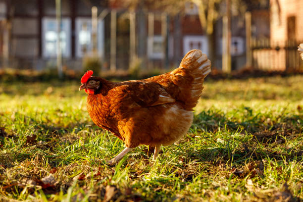 istock Free range organic chickens poultry in a country farm, germany 1297604538