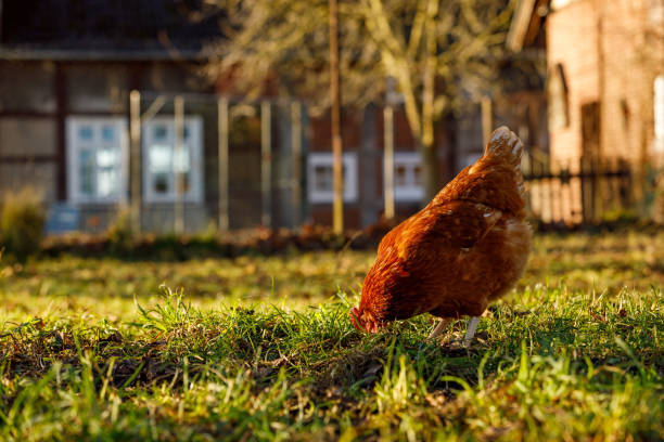 istock Free range organic chickens poultry in a country farm, germany 1297604665
