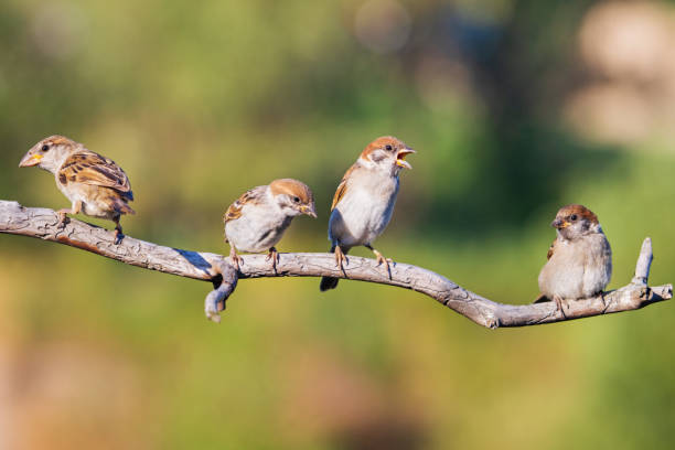sparrows sit on a branch one of them screams , bird watching, wildlife