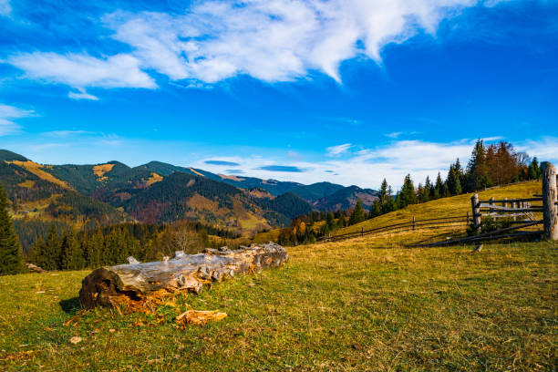Dense mystical coniferous forest growing on the hills lying next to log on a sunny warm summer day. Forestry and natural resources concept