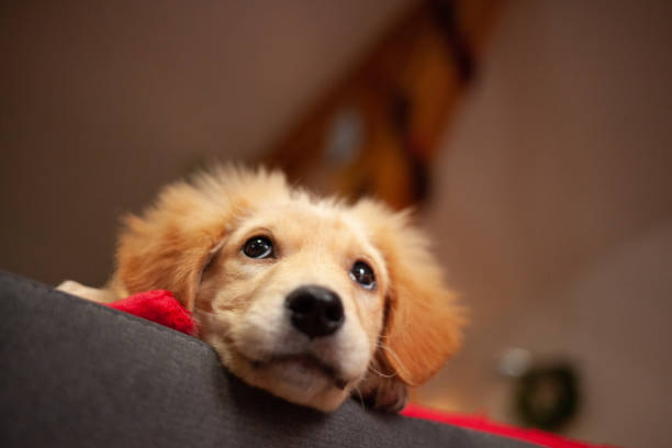 istock Golden Labrador retriever puppy 1297605912
