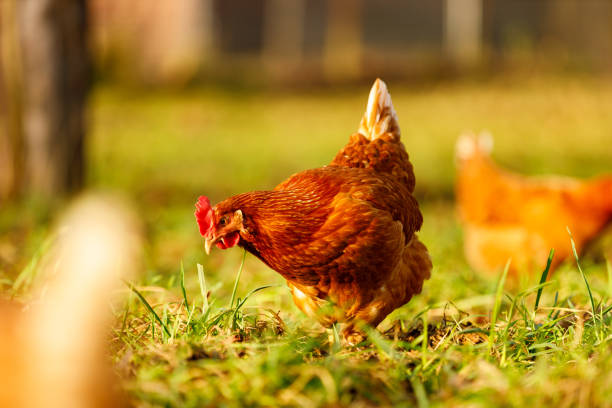istock Free range organic chickens poultry in a country farm, germany 1297606002