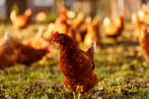 istock Free range organic chickens poultry in a country farm, germany 1297606089