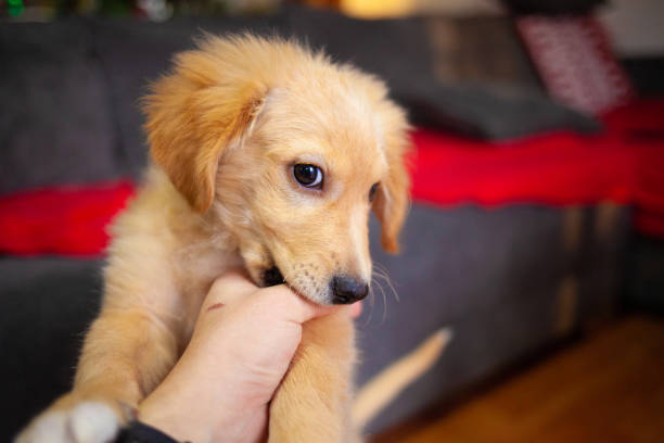 istock Golden Labrador retriever puppy 1297606091