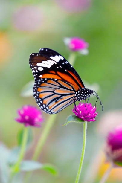 istock Orange Tiger Butterfly on pink globe amaranth flower 1297606158