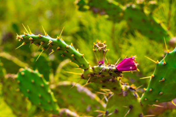 istock Green cactus and red prickly pears, plants in Spain. 1297606191