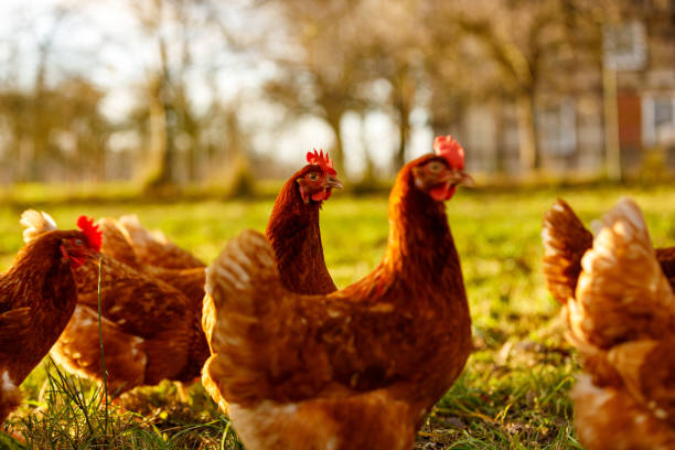 pollos orgánicos de corral de corral en una granja rural, alemania - pollo fotografías e imágenes de stock