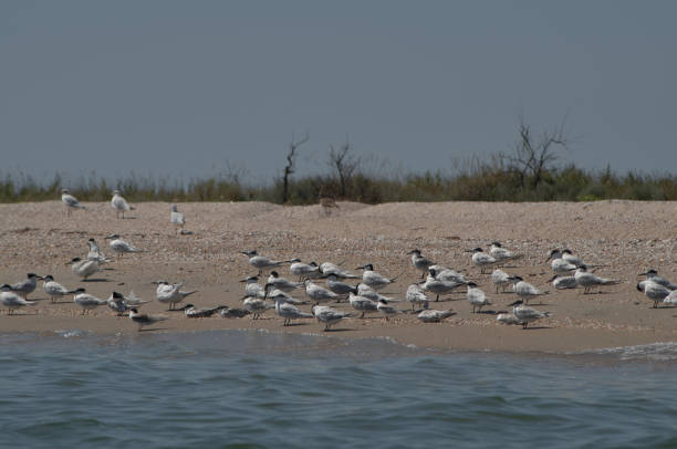 istock Seagulls by the sea 1297606515