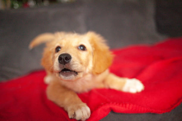 istock Golden Labrador retriever puppy 1297606580