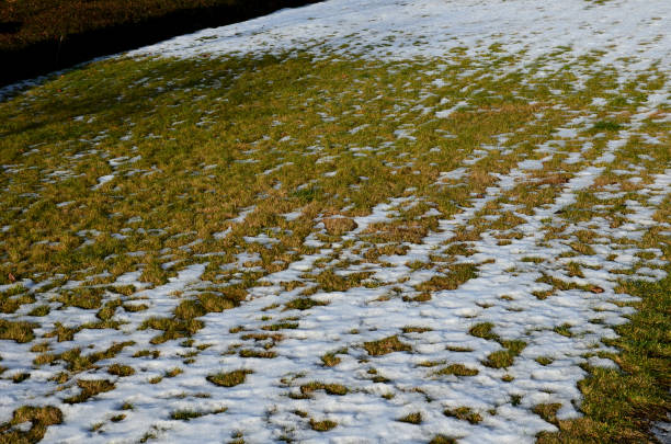 stressed lawn in the winter suffers from mold and excessive movement of people. especially bobbing destroys lawns. a long blanket of snow causes looting due to lack of air - grass area field air sky imagens e fotografias de stock