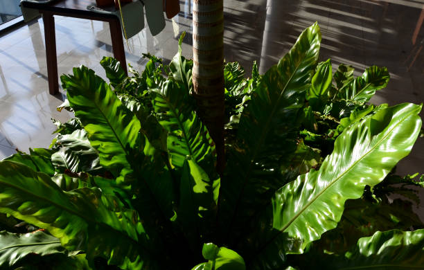 istock fern with large green smooth leaves in a pot in a tropical interior. A palm tree with a large trunk also grows in a pot. view from the top. on the ground shiny brown tiles, dusk 1297607254