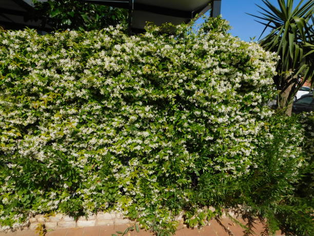 istock Southern or star jasmine - hedge 1297607448