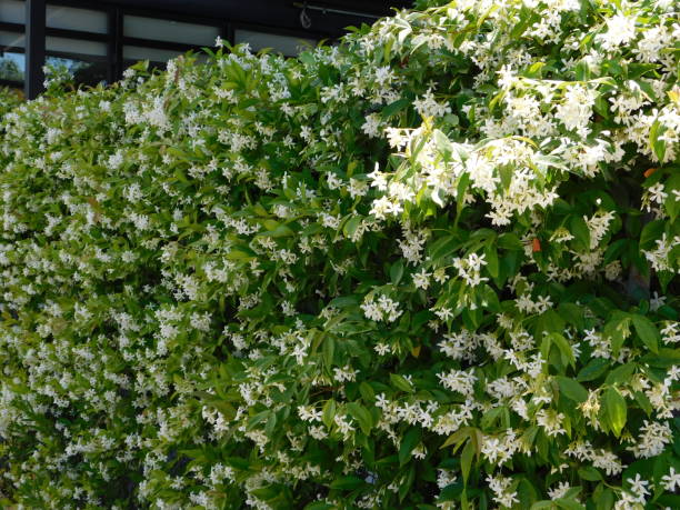 istock Southern or star jasmine - hedge 1297607569