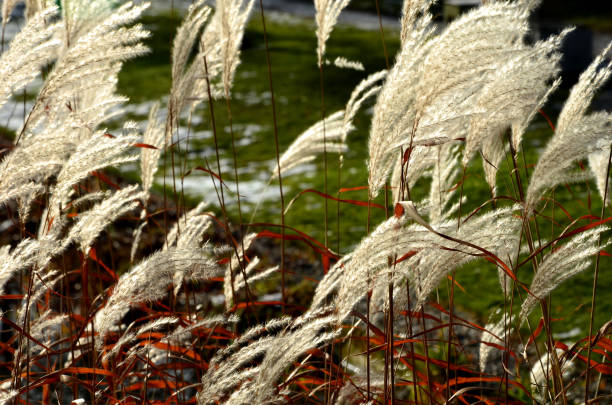 l'erba d'argento giapponese al sole è l'ornamento del parco invernale. fiori secchi e piumati bianchi. protezione contro il sale e la neve con coperture laterali in tessuto a rete - fountain landscaped ornamental garden flower bed foto e immagini stock