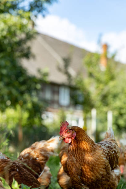 istock Free range organic chickens poultry in a country farm, germany 1297608001