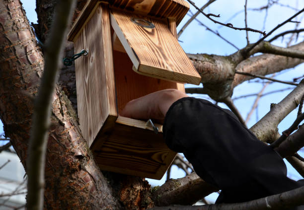 istock spring inspection and cleaning of birdhouses on trees for spring nesting. Every spring we clean and check the condition and integrity of the tit's nest. tanned wood 1297608319