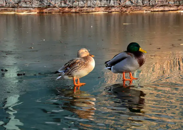 Photo of in winter, the mallard often swims in ponds near domestic birds, such as geese and chickens. however, it transmits infectious dangerous H5N1 influenza viruses transmissible to humans. risk of contact