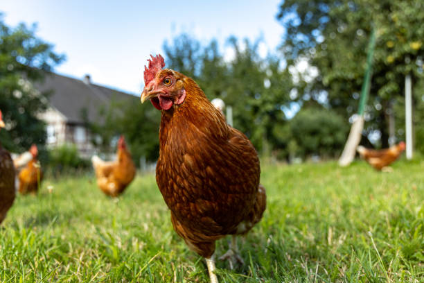 free range organic chickens poultry in a country farm, germany - chicken animal farm field imagens e fotografias de stock