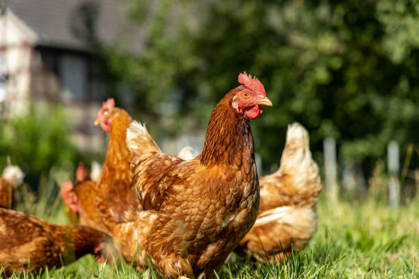 istock Free range organic chickens poultry in a country farm, germany 1297608510