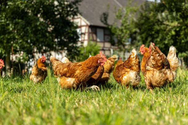 istock Free range organic chickens poultry in a country farm, germany 1297608520