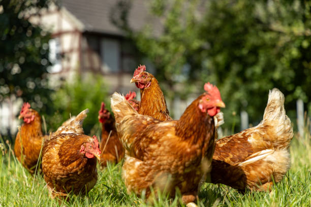 istock Free range organic chickens poultry in a country farm, germany 1297609048