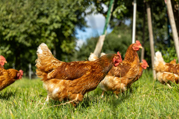 istock Free range organic chickens poultry in a country farm, germany 1297609077