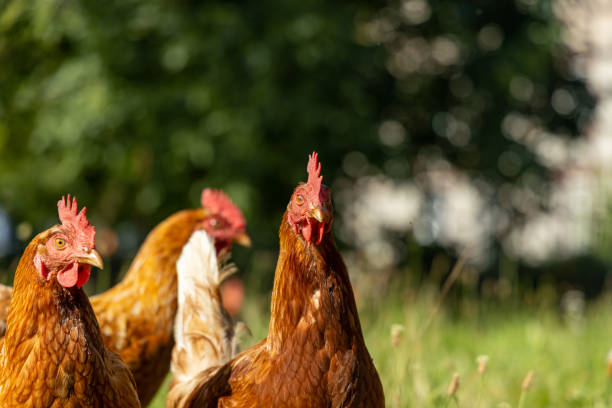 istock Free range organic chickens poultry in a country farm, germany 1297609099