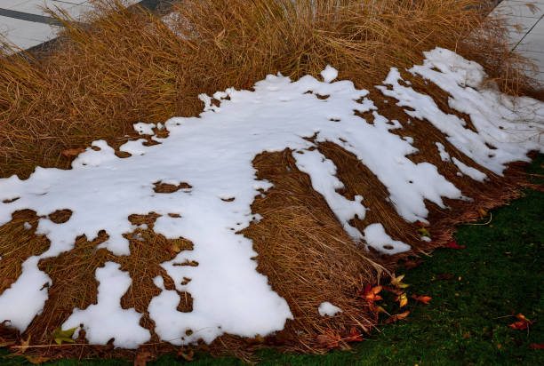 istock ornamental grass type Japanese silver grass covered with snow. he was heavy and bent the stalks. next time, the gardener in the park must tie them in a bundle of sheaves. 1297609209