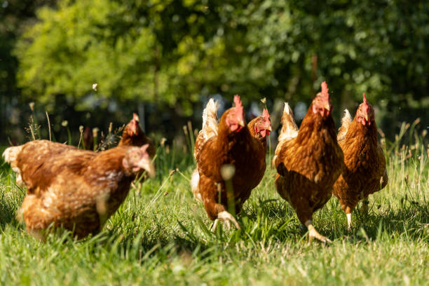 istock Free range organic chickens poultry in a country farm, germany 1297609218