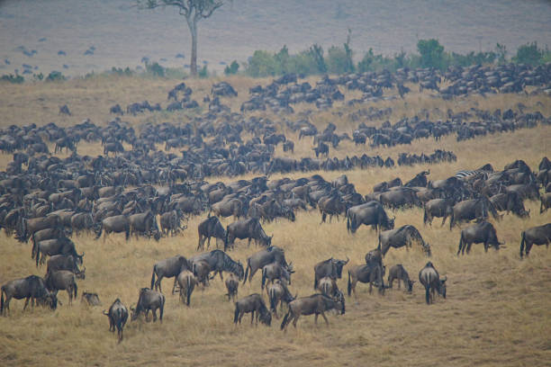 istock Many antelopes(Wildebeest) are on dry grass, and they are eating grass. 1297609268