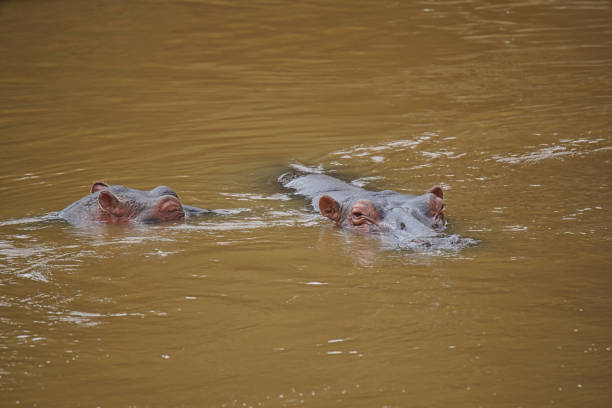 Hippos in the water in Amboseli National Park in Kenya
