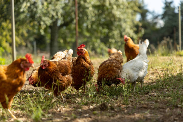 istock Free range organic chickens poultry in a country farm, germany 1297609302