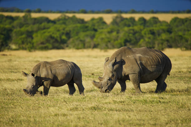 istock There are two rhinos walking on the grass. 1297609359