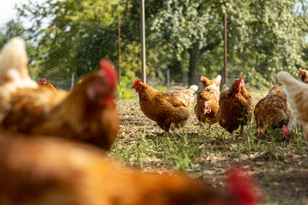 istock Free range organic chickens poultry in a country farm, germany 1297609364