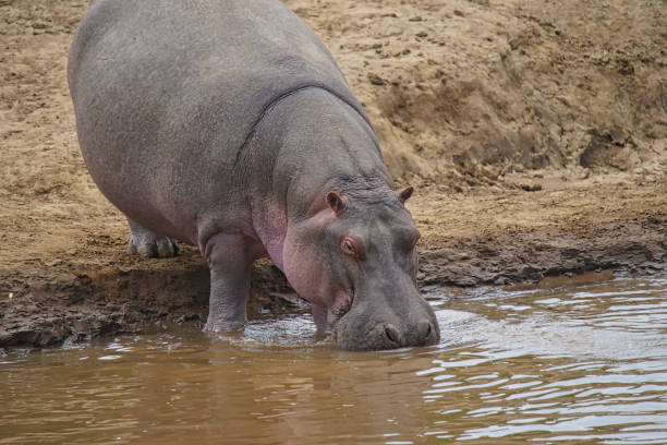 istock A hippo stood by the river drinking water. 1297609379