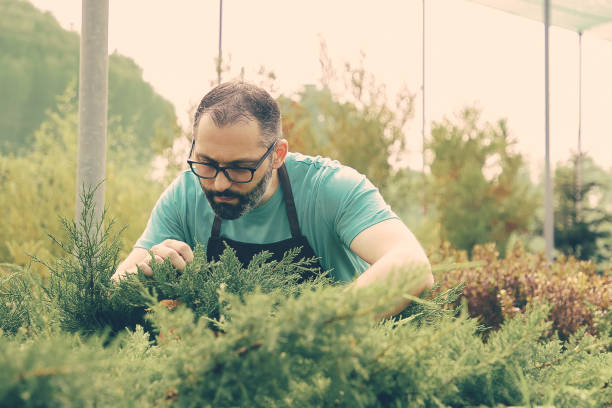 istock Focused male gardener growing evergreen plants 1297609411