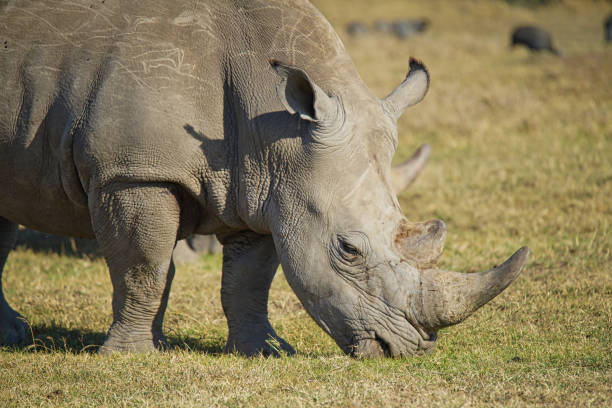 istock There is a rhino on the grass eating grass. 1297609580