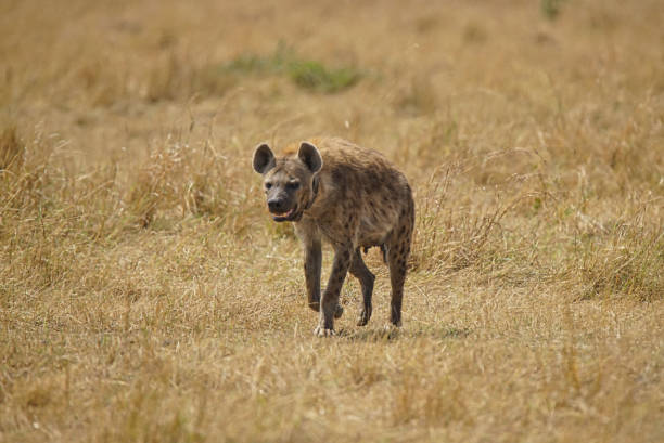 istock A hyena is walking on the grass. Its mouth opened slightly to reveal its teeth. 1297609726