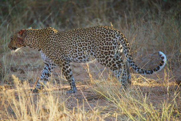 istock A leopard walking on the grass. It was bleeding from an ear injury. 1297609833