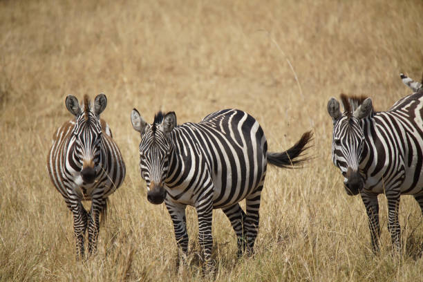 istock Zebras standing on the grass, their heads facing the camera. 1297609901