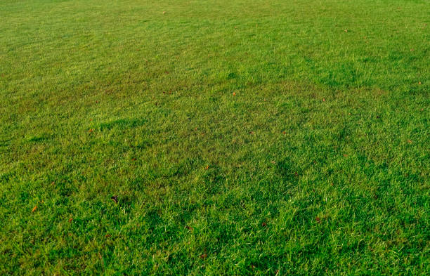 istock Green grass texture for background. Green lawn pattern and texture background. Close-up. 1297610000