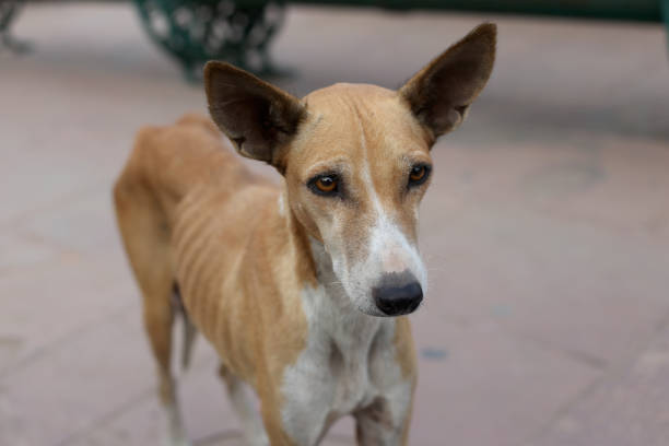 istock Hungry brown female dog 1297613605