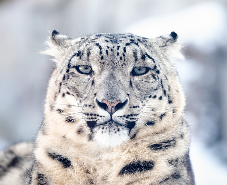 Snow leopard (Panthera uncia), also known as the ounce, lying on plank