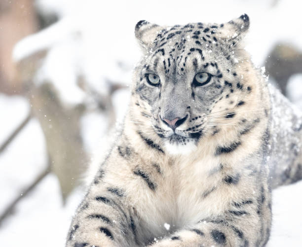 スノーレオパード - snow leopard leopard animal snow ストックフォトと画像
